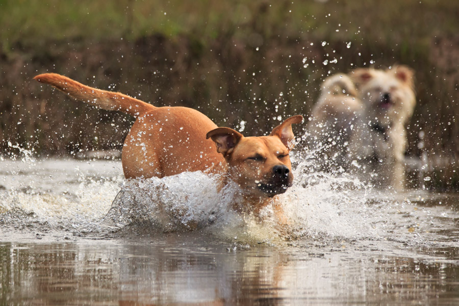 2 Hunde spielen draußen miteinander. Sie springen gemeinsam ins kalte Wasser.